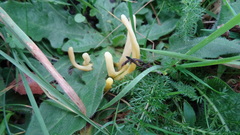 Clavariaceae