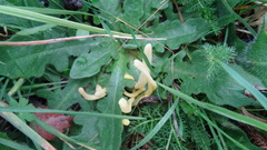 Clavariaceae