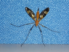 Pselliophora