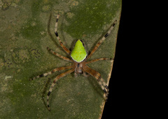 Eriophora nephiloides