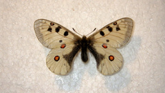 Parnassius phoebus sacerdos