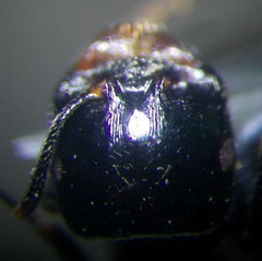 Messor denticulatus