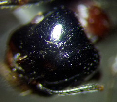 Messor denticulatus