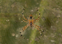 Eriophora nephiloides