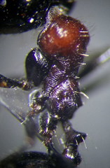Messor denticulatus