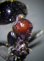 Messor denticulatus