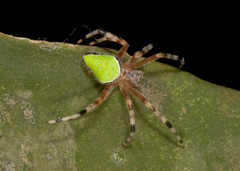 Eriophora nephiloides