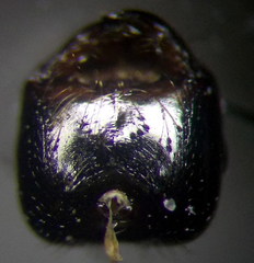 Messor denticulatus
