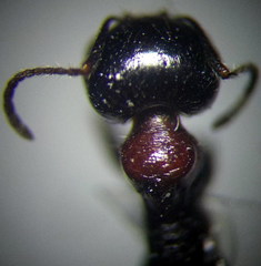 Messor denticulatus