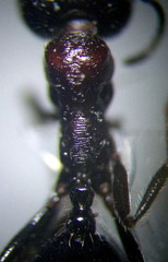 Messor denticulatus
