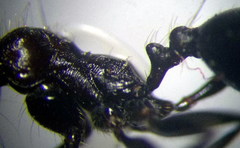 Messor denticulatus