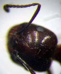 Messor denticulatus