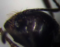 Messor denticulatus