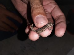 Hemidactylus frenatus