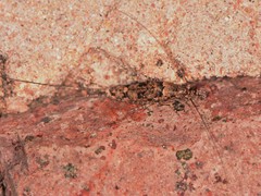 Mesomachilis