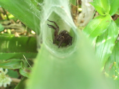 Aglaoctenus oblongus