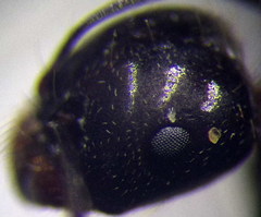 Messor denticulatus