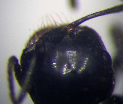 Messor denticulatus