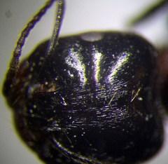 Messor denticulatus