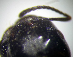 Messor denticulatus