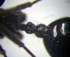 Messor denticulatus