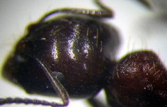 Messor denticulatus