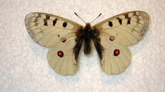 Parnassius phoebus sacerdos