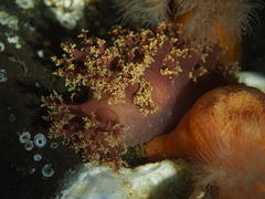 Dendronotus lacteus