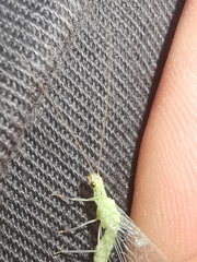 Pseudomallada prasinus