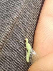 Pseudomallada prasinus