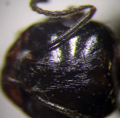 Messor denticulatus
