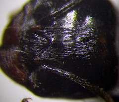 Messor denticulatus