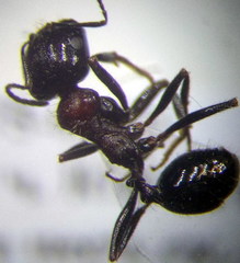 Messor denticulatus