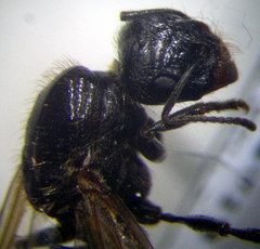 Messor denticulatus