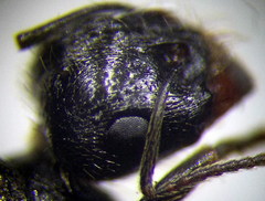 Messor denticulatus