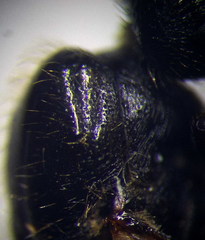 Messor denticulatus
