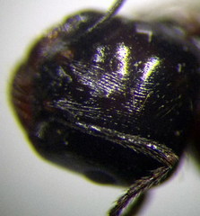 Messor denticulatus
