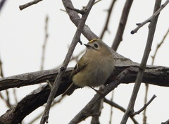 Regulus regulus regulus