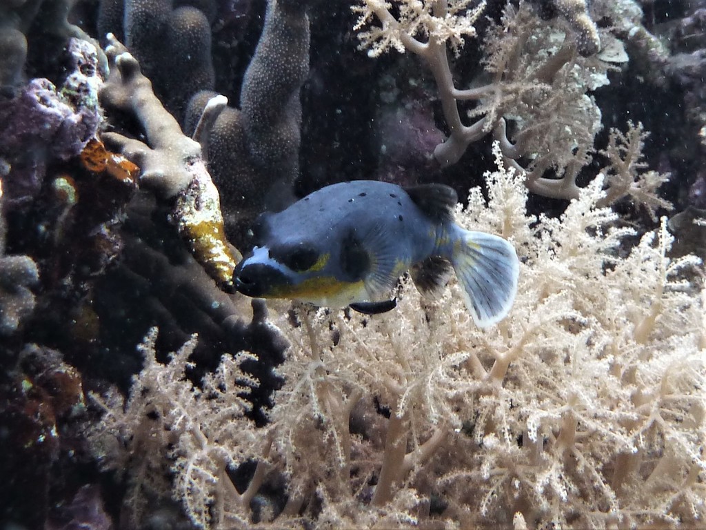 Hondskopkogelvis (Arothron nigropunctatus) — Tetraodontidae