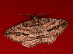 Pterospoda nigrescens