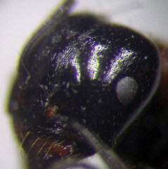 Messor denticulatus