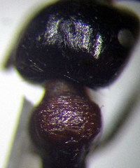 Messor denticulatus