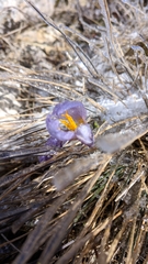 Crocus tauricus