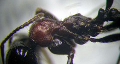 Messor denticulatus