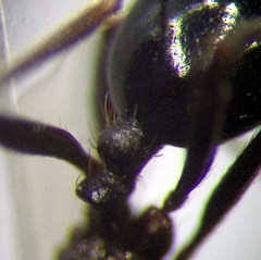 Messor denticulatus