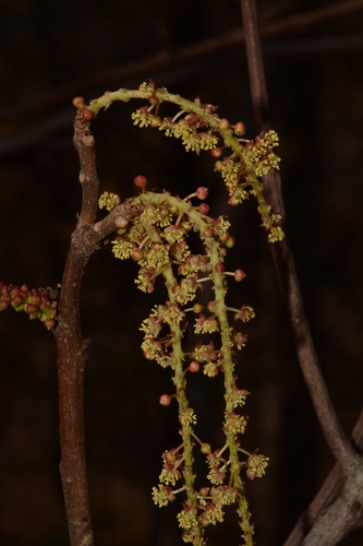 Red Kamala (Mallotus polycarpus)