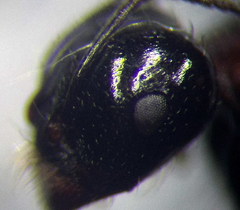 Messor denticulatus