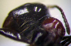 Messor denticulatus