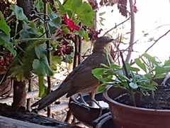 Turdus leucomelas