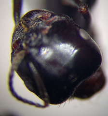 Messor denticulatus
